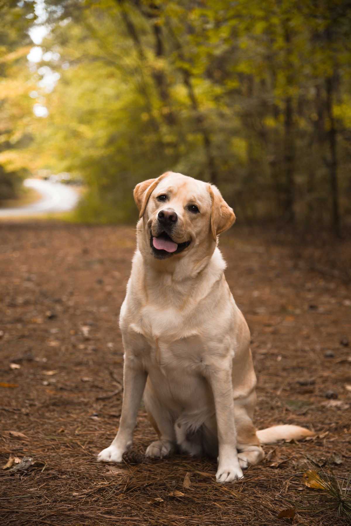 Labrador Retriever 